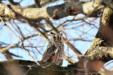 An owl eared (Asio Otus) sits on a tree