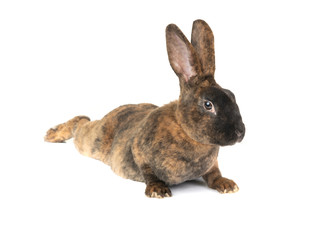 rabbit lies on a white isolate on the background