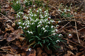 Schneeglöckchen im Laubwald, Galanthus, snowdrop