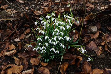 Schneeglöckchen im Laubwald, Galanthus, snowdrop