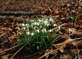 Schneeglöckchen im Laubwald, Galanthus, snowdrop