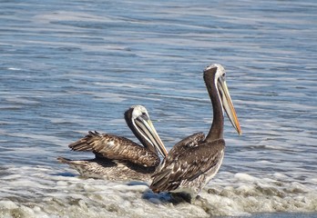 Pel&iacute;cano del Pacifico 
