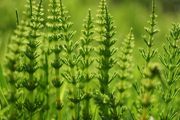 Young spring green fern leaves.