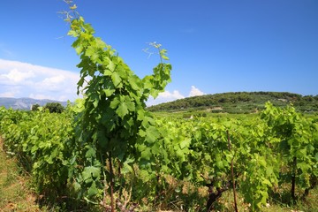 Fototapeta na wymiar Croatia vineyard summer