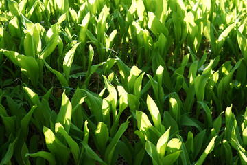 Convallaria majalis - Lilly of the valley growing in the spring forest.
