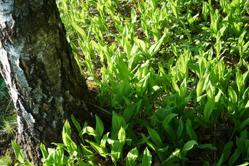Lily of the valley in the forest.