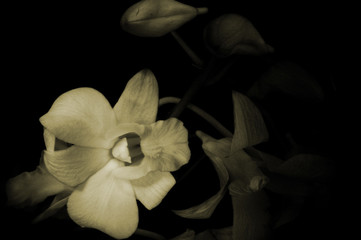 Orchid in Black and White, Close