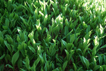 Fototapeta premium Lilies of the valley in the spring forest.