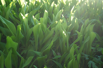 Lilies of the valley, green leaves, background.