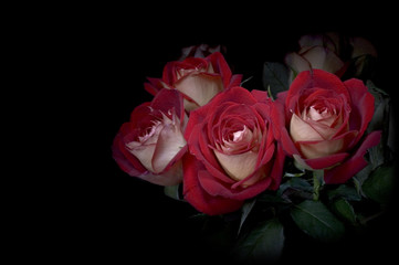 A Bunch of Red Roses