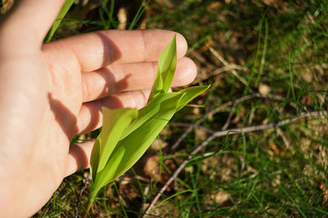 Lily of valley in hand on spring sunny day.