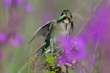 Grauammer bei der Fütterung	