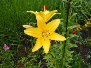 Fototapeta premium Yellow lily blooms in the garden