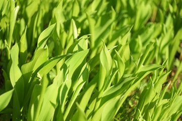 Fototapeta na wymiar Convallaria majalis (lily of the valley) foliage background.