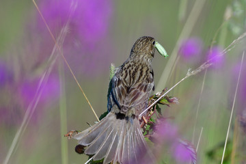 Grauammer bei der Fütterung	