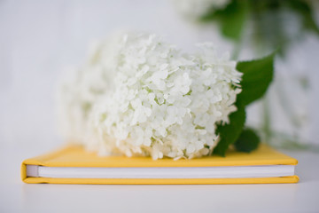 White flower hydrangea lying on the yellow book