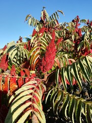 Obraz premium Petite nature : Rhus typhina L.