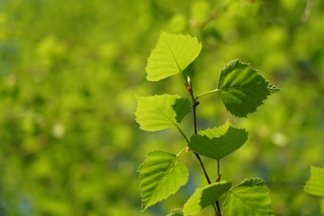 Obraz na płótnie Canvas Birch branch with fresh green leaves.
