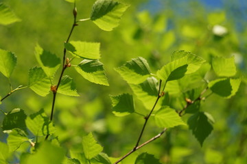Natural background - a spring birch wood.