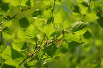 Leaves of birch on sunny spring day.