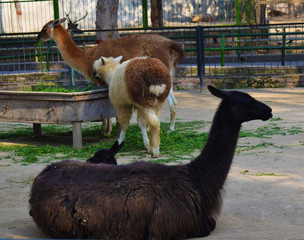 portrait of a lama 