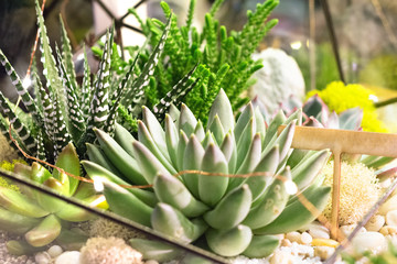 Fototapeta premium Glass florarium vase with succulent plants in a concrete geometric pots. Small garden with miniature Succulent. Home indoor plants.