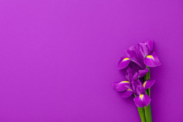 Fototapeta na wymiar Flowers composition. Purple irises on background. Spring, 8 of march, woman day, mothers day, easter concept. Flat lay, top view, copy space.