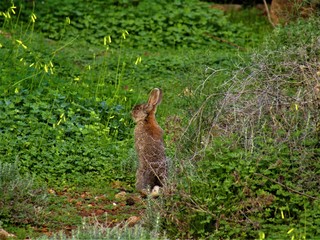 Rabbit tryng to hear its predators