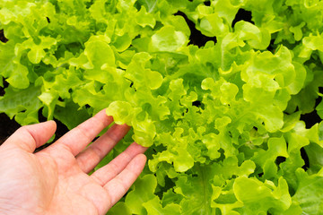 Close up picture of left hand touching fresh green organic lettuce leaves