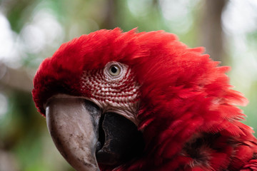 portrait of a parrot