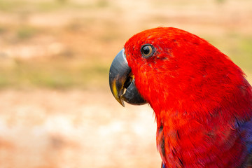 Parrot with close up view