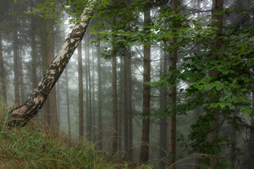 Wald im Nebel