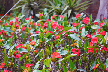 red flowers in the garden