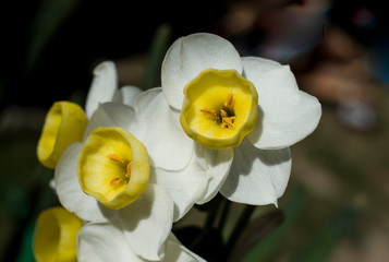 springwhite and yellow narcissus