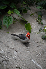 bird on a branch