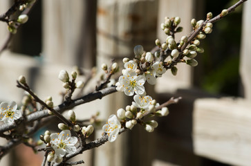 flowering blackthorn bush full sun