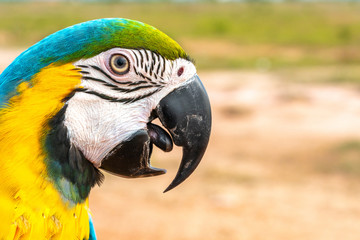 Parrot with close up view