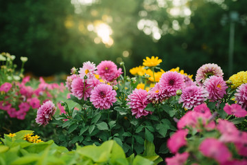 Beautiful flower garden with blooming asters and different flowers in sunlight