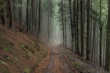 Wald im Nebel