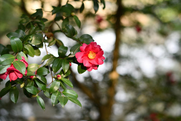 山茶花