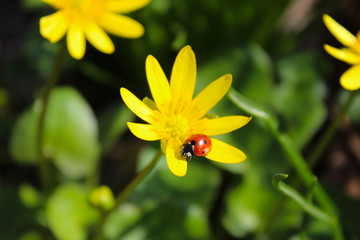 Close-up of a spring yellow flower on a green background with an insect ladybug