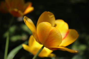 Close-up of spring yellow tulip flower on green background