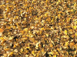 carpet of yellow leaves