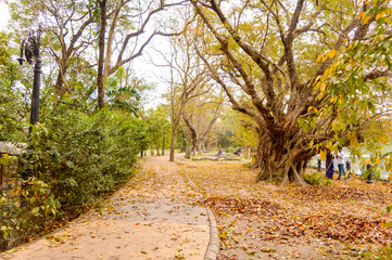 Fototapeta na wymiar Beautiful Autumn Park in sunset sunlight. Forest pathway covered with trees multi-colour fall foliage fallen leaves in spring time. Rabindra Sarovar lake area, Kolkata, West Bengal, India