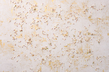 Flowers composition. White flowers on on gold abstraction background. Spring concept. Flat lay, top view, copy space.