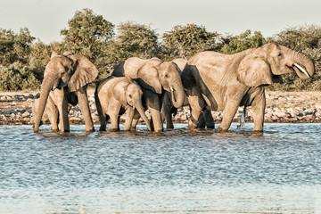 Naklejka premium elephant drinking at a waterhole in Etosha National Park
