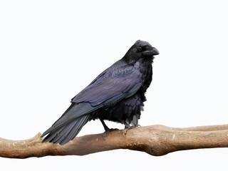 Raven sits on a branch on a white background.j
