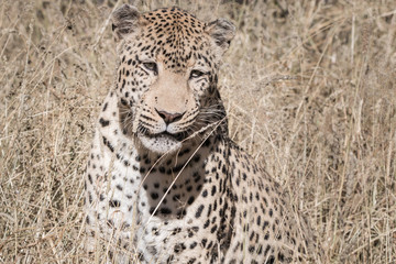portrait of a leopard sitting in the dry south african bush