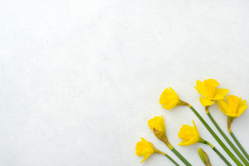 Flowers composition. Yellow narcissus on blu pastel background. Spring concept. Flat lay, top view, copy space.