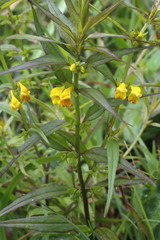 Wald- Wachtelweizen, Melampyrum sylvaticum